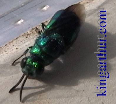 Cuckoo Wasp